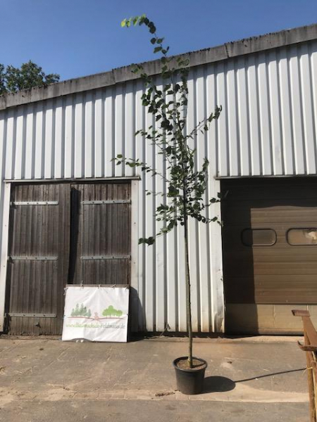 Mongolische Linde "Buda" ( Tilia mongolica "Buda") Großcontainer Hochstamm 4 m